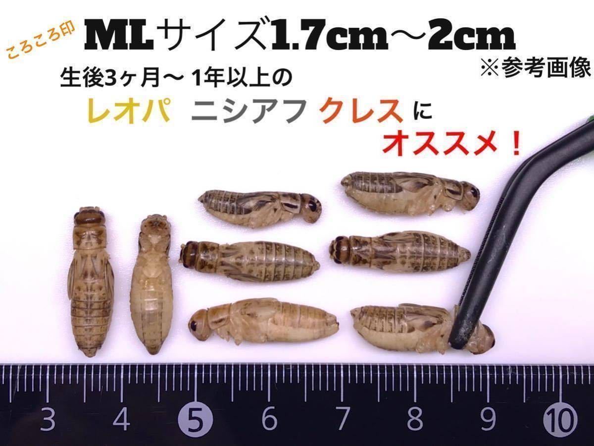 ヤフオク!  冷凍コオロギ エサ 爬虫類、両生類用品の落札