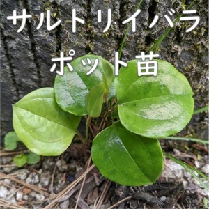 送料無料★山野草◆サルトリイバラ ポット苗 耐寒性あり 根付き 宿根草 園芸 ガーデニング 別名サンキライ