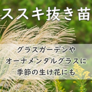 送料無料◆山野草◆ススキの抜き苗 10芽ほど ナチュラリスティックガーデン オーナメンタルグラス 生け花 岡山県産 園芸 茅 萱 かや