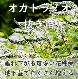 送料無料◆山野草◆尻尾のような花穂がかわいい♪トラノオ 抜き苗5本 オカトラノオ 丘虎の尾 耐寒性 宿根草 多年草 園芸 ガーデニング