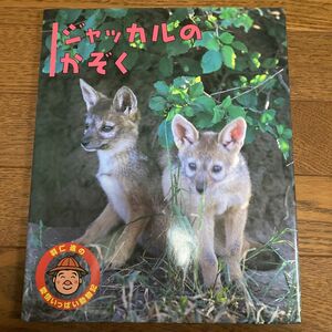 ジャッカルのかぞく （羽仁進の愛情いっぱい動物記　１） 羽仁進／文　羽仁進／写真　井上冬彦／写真