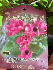 6195　　パーマネントウェーブ★切花に★波状弁の半八重の平咲★６号大苗