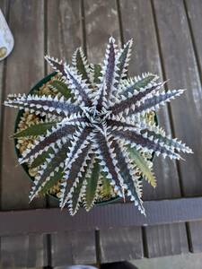 デッキア Dyckia Big Brother x tracking code ABB　子株②