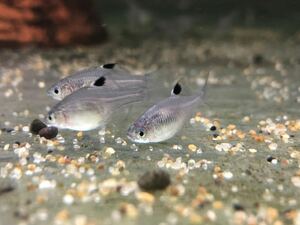 ブルー タイリクバラ タナゴ 幼魚〜若魚３匹セット