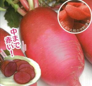 ユニーク野菜　紅くるり大根　種(タネ)40粒