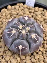 実生特選抜C　Gymnocalycium prochazkianum VS141 ギムノカリキウム プロチャズキアナム　サボテン　白粉系　検）ベルクティ　バリスピナム_画像1