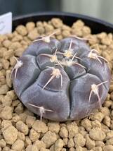 実生特選抜C　Gymnocalycium prochazkianum VS141 ギムノカリキウム プロチャズキアナム　サボテン　白粉系　検）ベルクティ　バリスピナム_画像3