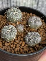 実生5本　Gymnocalycium berchtii VS 161 ベルクティー　ギムノカリキウム サボテン　白粉系　検）エスペランザエ　　プロチャズキアナム_画像2