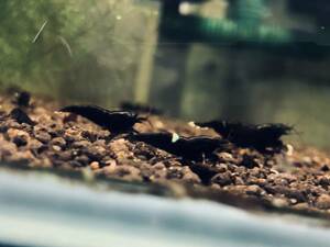 【蝦の平岡】 ブラックシャドーシュリンプ　5匹　ハイグレード　キングコングorフルブラック