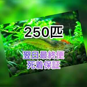 高知県産　ヤマトヌマエビ　250(230＋20匹死着保証)＋α苔取り 水槽 淡水エビ 釣り餌　釣餌　釣り 餌　セール品　水草　水草水槽　藻生き餌