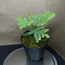 selaginella willdenowii セラギネラ_画像2