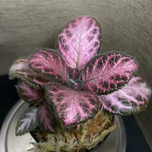 Episcia cupreata“Pink Acajau”from Colombiaエピスシア　クプレアタ　“ピンクアカジュ　①_画像1