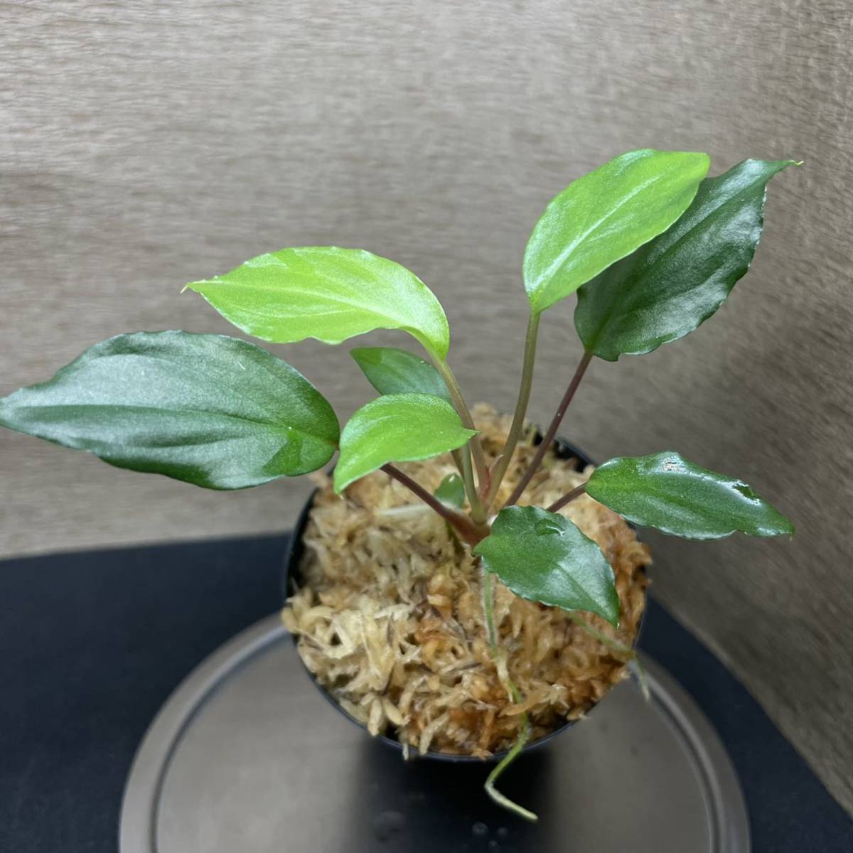 Yahoo!オークション -「ホマロメナ homalomena sp.」の落札相場・落札価格