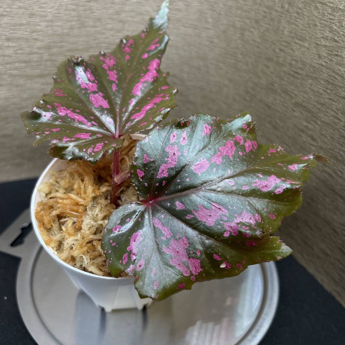 斑入り ホヤ Hoya carnosa variegata madara′snow angel