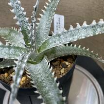 Dyckia Black Ice ディッキア ブロメリア _画像4