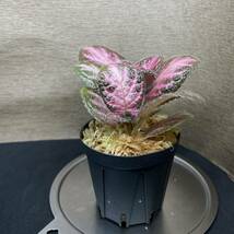 Episcia cupreata“Pink Acajau”from Colombiaエピスシア　クプレアタ　“ピンクアカジュ　②_画像2