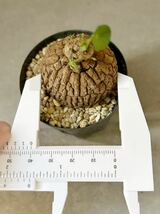 ステファニア スベローサ ヴェノサ Stephania suberos発根済みミニ鉢塊根植物 コーデックス _画像4