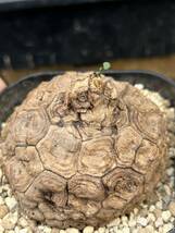 丸形ステファニア スベローサ ヴェノサ Stephania suberosa塊根植物 発根済み_画像2