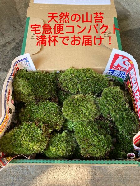 天然の山苔　宅急便コンパクトBOX満杯でお届け！大容量でお得