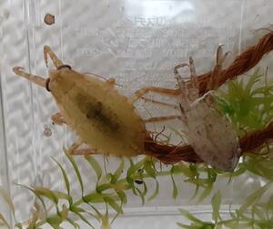 レア外産水棲昆虫　タガメモドキ　3令幼体（2回脱皮済）×5匹　ナイジェリア産　WF1