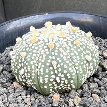 アストロフィツム 実生 ミラクル兜D サボテン多肉植物_画像5