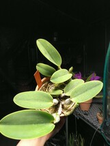 洋蘭 C. walkeriana semi-alba ‘Pa-06’ × ‘Madou Model’ 初花つぼみ付き 2リード_画像5
