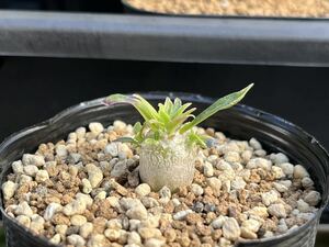 Pachypodium パキポディウム デンシカウレ 恵比寿大黒 実生 グラキリス サボテン 塊根植物 多肉植物 s89