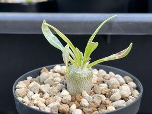 Pachypodium パキポディウム デンシカウレ 恵比寿大黒 実生 グラキリス サボテン 塊根植物 多肉植物 s112