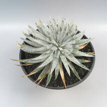 Sale !!! ★☆ 1. ディッキア ☆ Dyckia hebdingii from Otto Bromeliad_画像4