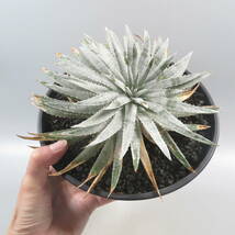 Sale !!! ★☆ 1. ディッキア ☆ Dyckia hebdingii from Otto Bromeliad_画像6