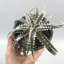 Sale !!! ★☆ 6. ディッキア ☆ Dyckia LG123 Otto Bromeliad Hybrid_画像5