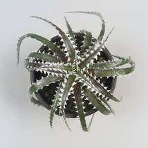 Sale !!! ★☆ 6. ディッキア ☆ Dyckia LG123 Otto Bromeliad Hybrid_画像1