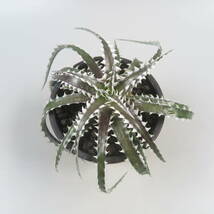 Sale !!! ★☆ 6. ディッキア ☆ Dyckia LG123 Otto Bromeliad Hybrid_画像3