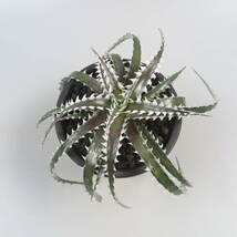 Sale !!! ★☆ 6. ディッキア ☆ Dyckia LG123 Otto Bromeliad Hybrid_画像2