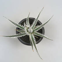 Sale !!! ★☆ 7. ディッキア ☆ Dyckia No.1 x Jack Otto#NJ099 Otto Bromeliad Hybrid_画像4