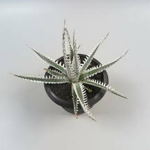 Sale !!! ★☆ 7. ディッキア ☆ Dyckia No.1 x Jack Otto#NJ099 Otto Bromeliad Hybrid_画像2