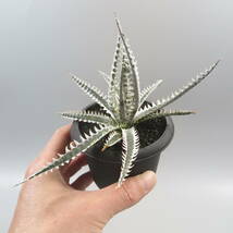 Sale !!! ★☆ 7. ディッキア ☆ Dyckia No.1 x Jack Otto#NJ099 Otto Bromeliad Hybrid_画像6