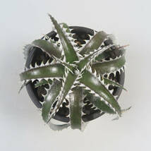 Sale !!! ★☆ 9. ディッキア ☆ Dyckia PSG088 Otto Bromeliad Hybrid_画像1