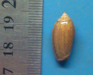 貝 標本 ハイイロマクラ 19mm