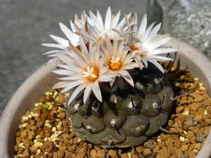 ツルビニカルプス・ヤウエルニギー（ハウエルニギー）Turbinicarpus jauernigii TCG18001　種子10粒