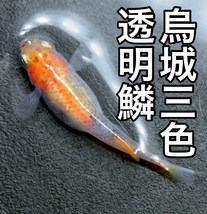 専用【ふんどしめだか】黄金べっ甲 琥珀ラメ 烏城三色透明鱗 有精卵 各15個(10個＋α5個) オーロラ黄ラメ30個(20個＋α10個)メダカ_画像2