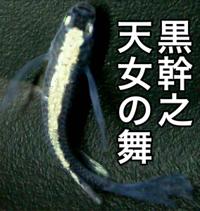 【ふんどしめだか】見惚れる高級感！黒幹之天女の舞めだか ヒレ長 有精卵30個(20個＋α10個)