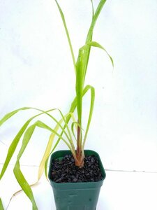 Pitcairnia sp. ピトカイルニア　ペルー産