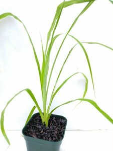 Pitcairnia burchellii　ピトカイルニア・バーチェリ　ブラジル産