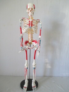 ◆TA8182◆人体模型/骨格模型/色付き/オブジェ/高さ83cm