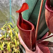 Nepenthes mira (Mt. Cleopatra, Palawan) [食虫植物 ネペンテス ウツボカズラ]_画像4