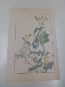 非水百花譜 野罌粟 杉浦非水 彩色刷木版 版画 附図 2枚セット 1920年代？ 大正後半～昭和前半 春陽堂発行 のげし