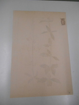 非水百花譜 釣鐘人参 杉浦非水 彩色刷木版 版画 附図 2枚セット 1920年代？ 大正後半～昭和前半 春陽堂発行_画像4