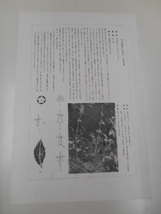 非水百花譜 釣鐘人参 杉浦非水 彩色刷木版 版画 附図 2枚セット 1920年代？ 大正後半～昭和前半 春陽堂発行_画像5