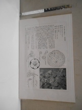 非水百花譜 凌霄葉蓮 杉浦非水 彩色刷木版 版画 附図 2枚セット 1920年代？ 大正後半～昭和前半 春陽堂発行 のうぜんはれん_画像10